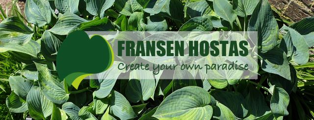 Hosta Forbidden Fruit